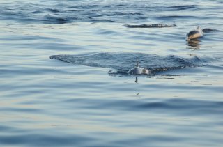 Dolphin Welcoming Committee
